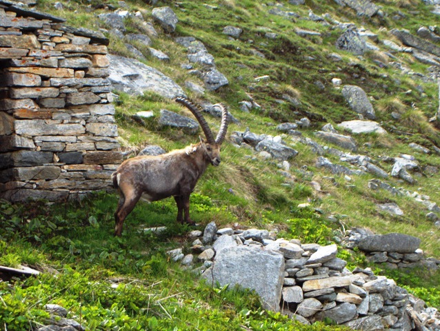 ABITANTI DELLA VALSAVARENCHE , PARCO NAZIONALE GRAN PARADISO